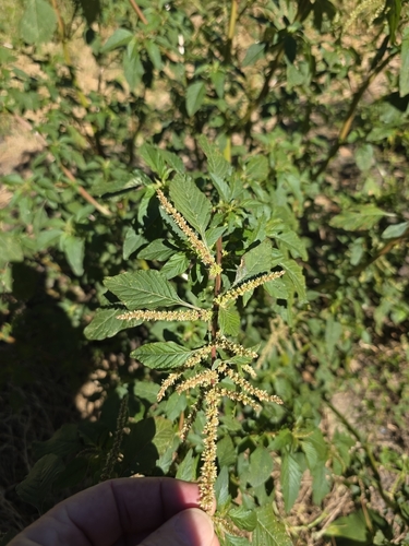 Amaranthus spinosus observed 2026-10-20