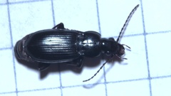 Pterostichus anthracinus