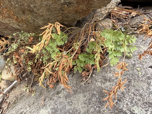 Cryptogramma stelleri, 2026-10-20