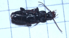 Pterostichus anthracinus