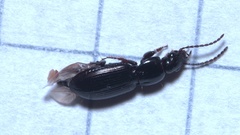Pterostichus diligens