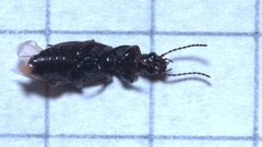 Pterostichus diligens