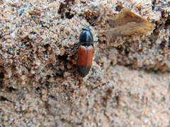 Ampedus balteatus