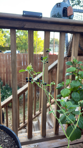 Solanum americanum observed 2026-10-20