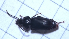 Pterostichus nigrita