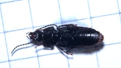 Pterostichus nigrita