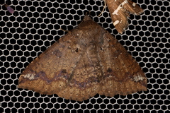 Ericeia subsignata