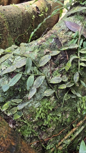 Pothos longipes observed 2026-10-21