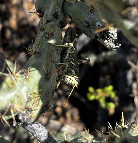 White-lined Bird Grasshopper