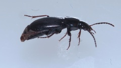 Pterostichus vernalis