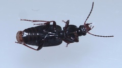 Pterostichus vernalis