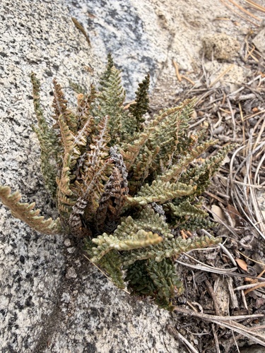 Myriopteris gracillima observed 2026-10-20
