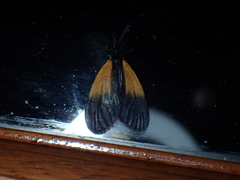 Pyromorpha dimidiata