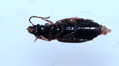 Stenolophus mixtus