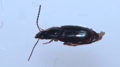 Stenolophus mixtus