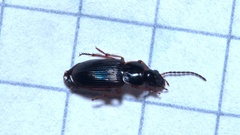 Stenolophus mixtus