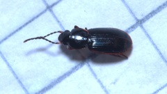 Stenolophus mixtus