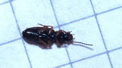 Stenolophus mixtus