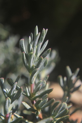 Lampranthus multiradiatus