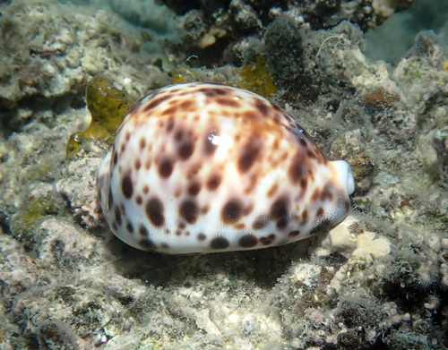 Cypraea tigris observed 2026-10-19