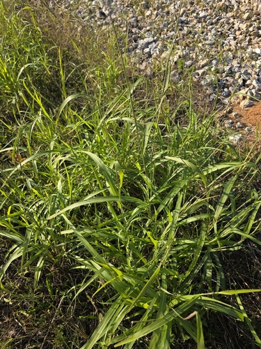 Rottboellia cochinchinensis observed 2026-10-20