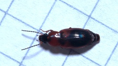 Stenolophus teutonus