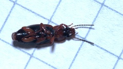 Stenolophus teutonus