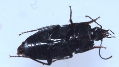 Zabrus tenebrioides