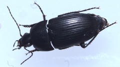 Zabrus tenebrioides