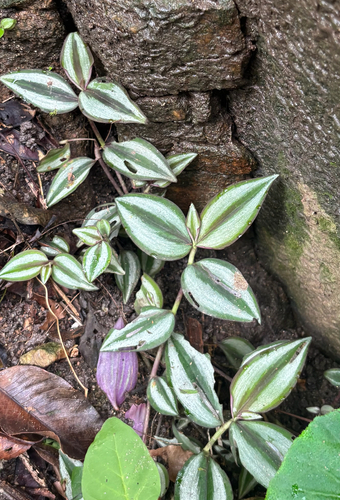 Tradescantia zebrina observed 2026-10-20