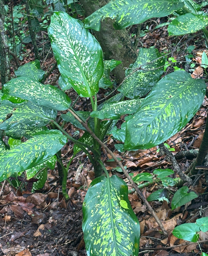 Dieffenbachia seguine observed 2026-10-20