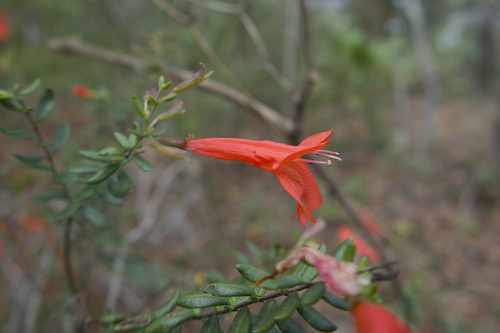 Clinopodium coccineum observed 2026-10-19
