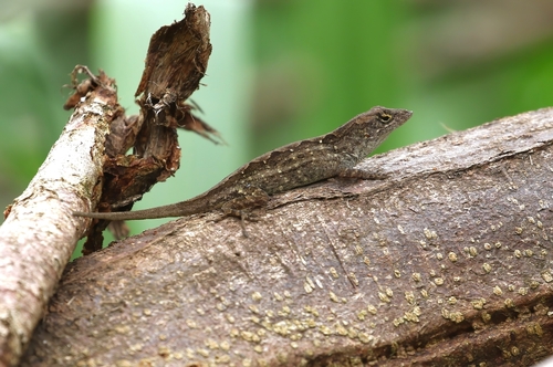 Anolis sagrei observed 2026-10-10