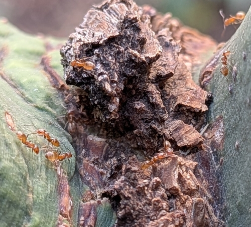 High Noon Ant