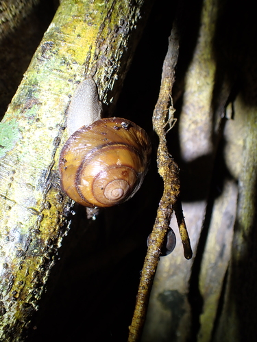Helix richmondiana, 2026-10-20