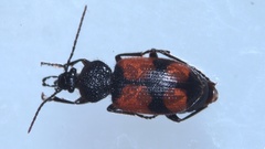 Panagaeus cruxmajor
