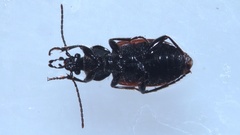 Panagaeus cruxmajor
