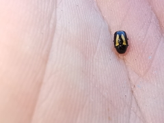 Cryptocephalus vittatus