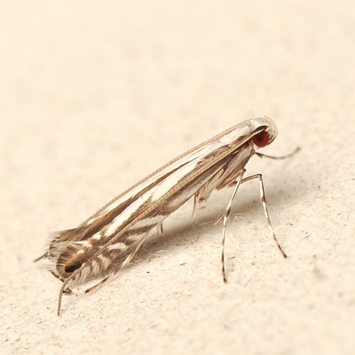 Gracilaria observed 2026-10-20