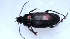 Poecilus cupreus