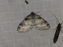 Lobophora nivigerata