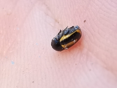 Cryptocephalus vittatus