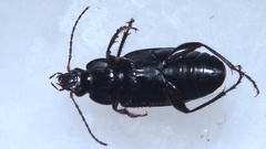 Poecilus cupreus