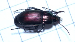 Poecilus versicolor