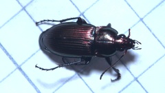 Poecilus versicolor