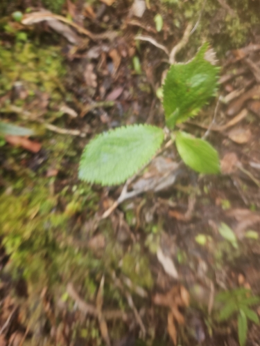 Macrolearia colensoi observed 2026-10-21