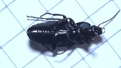 Poecilus versicolor