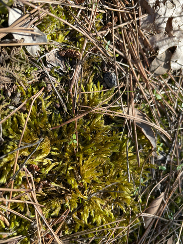 Homalothecium lutescens observed 2026-10-14
