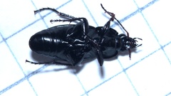 Poecilus versicolor