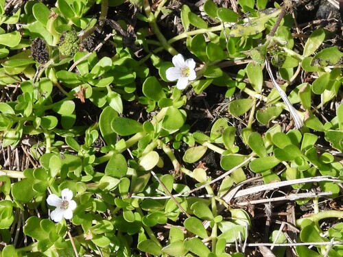 Bacopa monnieri observed 2026-10-20